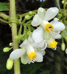 Cardiospermum grandiflorum