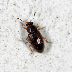 Corticarina minuta