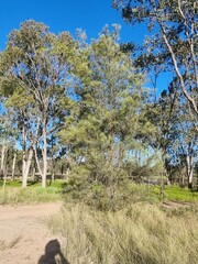 Allocasuarina luehmannii