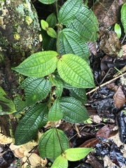 Miconia crenata