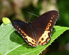 Oxeoschistus iphigenia