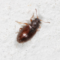 Corticarina minuta