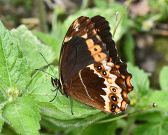 Oxeoschistus iphigenia