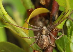 Philodromus cespitum