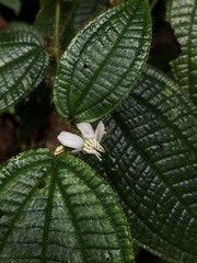 Miconia crenata