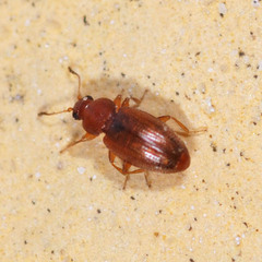 Corticarina truncatella