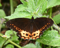 Oxeoschistus iphigenia