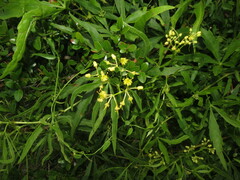Cissus palmata