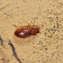 Corticarina truncatella