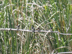 Hirundo rustica