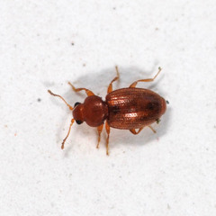 Corticarina truncatella