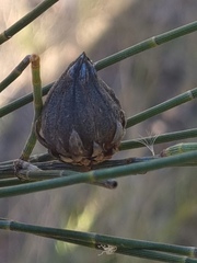 Cylindrococcus casuarinae