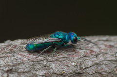 Trichrysis cyanea