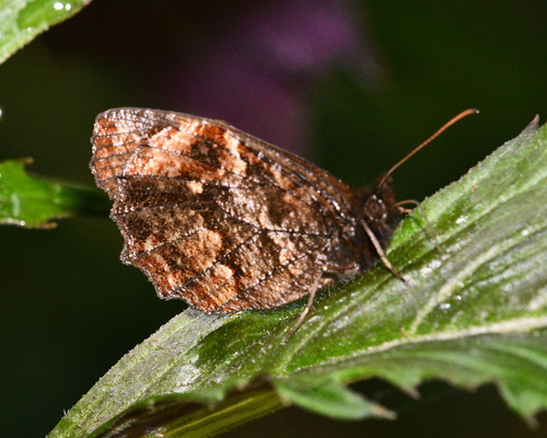 Panyapedaliodes panyasis