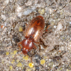 Corticarina truncatella