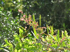 Muehlenbeckia sagittifolia