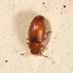 Corticarina truncatella