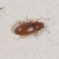Corticarina truncatella