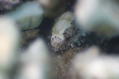 Cypraeidae