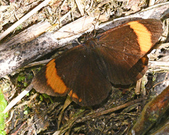 Panyapedaliodes phila