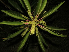 Phytolacca