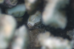 Cypraeidae