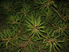 Phytolacca