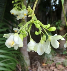 Cardiospermum grandiflorum