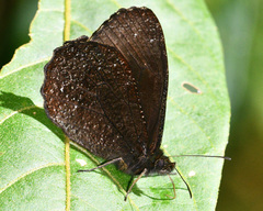 Pedaliodes simplissima