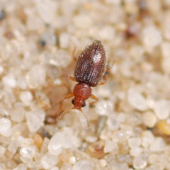 Melanophthalma distinguenda