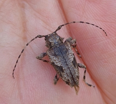 Aegomorphus jaspideus