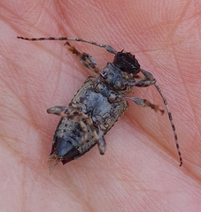 Aegomorphus jaspideus