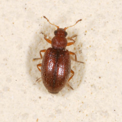 Melanophthalma