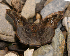 Polyctor extensa