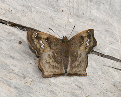 Polyctor extensa