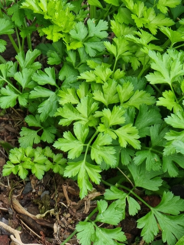 Petroselinum crispum