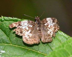 Potamanaxas laoma violacea