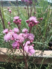 Campuloclinium macrocephalum