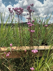 Campuloclinium macrocephalum