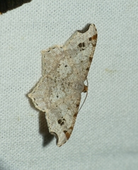 Macaria alternata