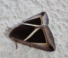 Chalciope mygdon