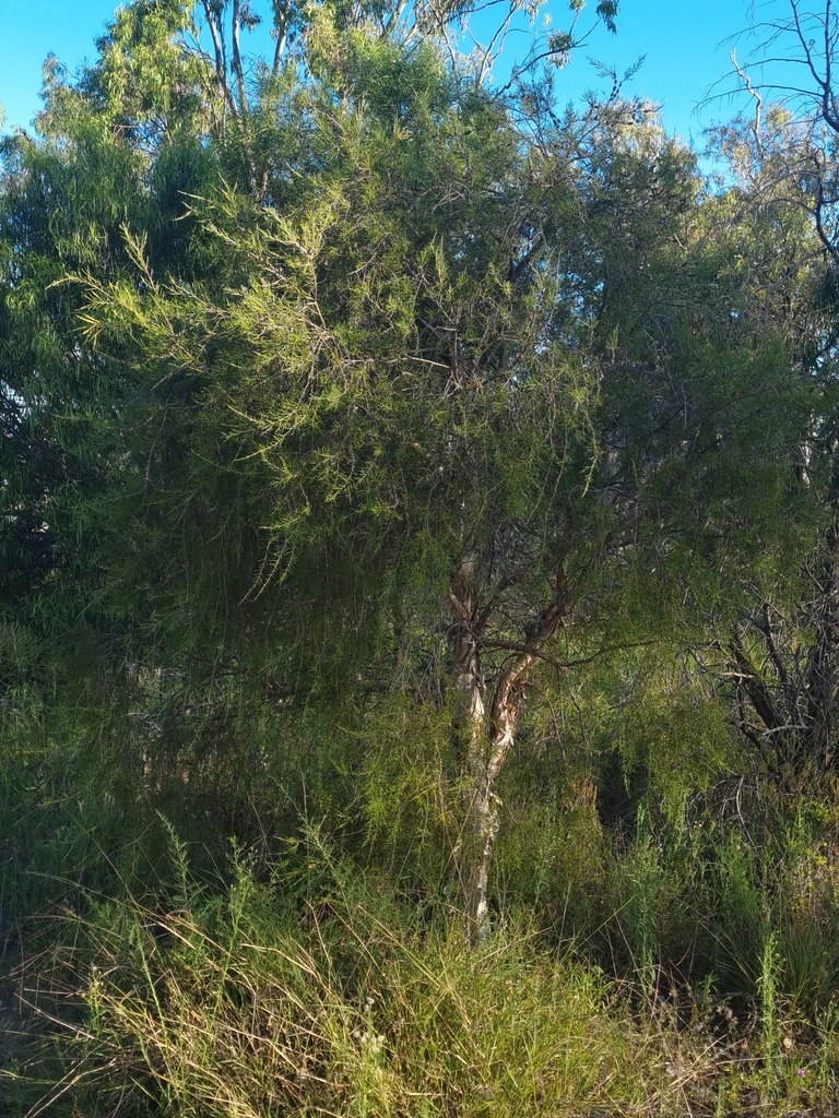 weeping paperbark from Lake Broadwater, Nandi QLD 4405, Australia on ...