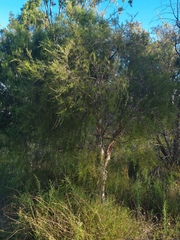 Melaleuca irbyana