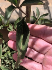 Campuloclinium macrocephalum