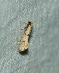 Tinea trinotella