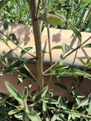 Campuloclinium macrocephalum