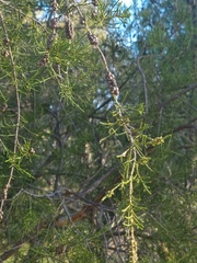 Melaleuca irbyana