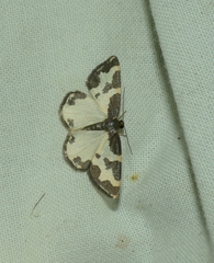 Lomaspilis marginata