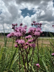 Campuloclinium macrocephalum