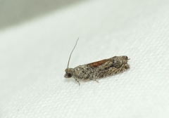 Epinotia nisella